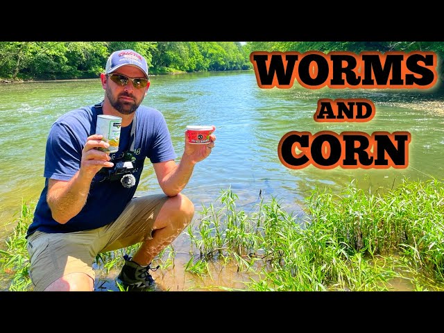 Bank Fishing with CORN and WORMS