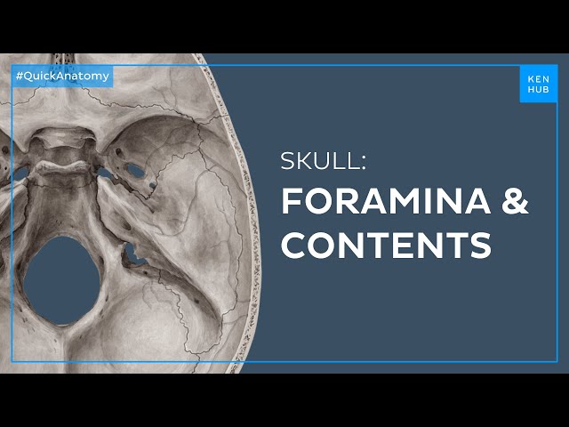 Skull foramina and contents - Quick Anatomy | Kenhub