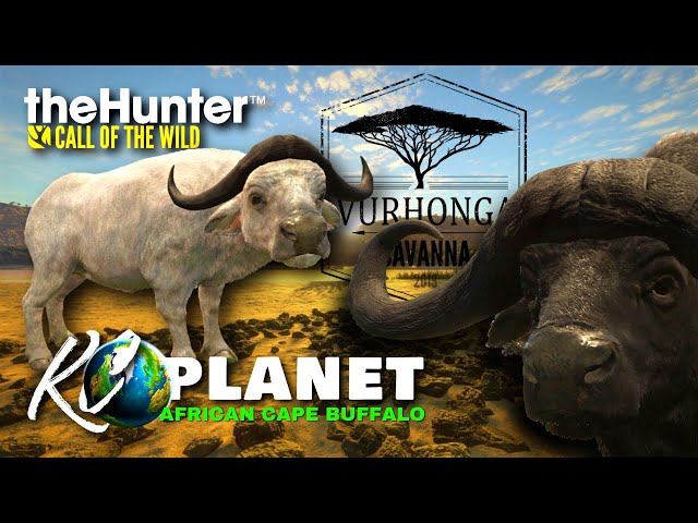 Ghost of the Coast: Hunting the Deadliest Buffalo in the World | KC Planet S1E07 | Call of the Wild