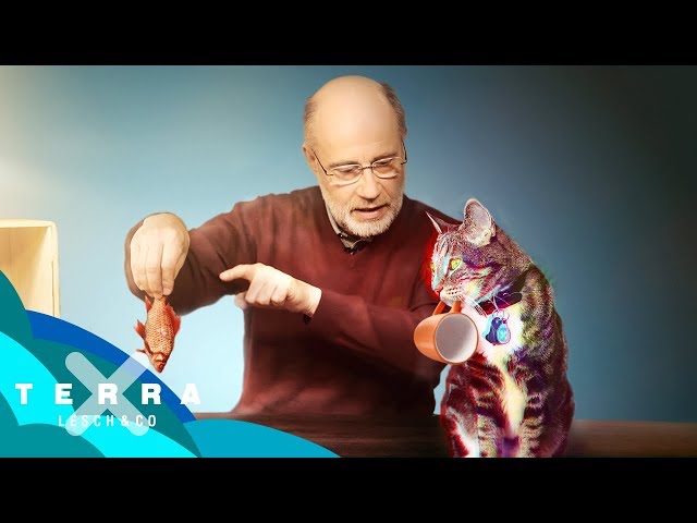 Schrödingers Katze – Tot oder lebendig? | Harald Lesch