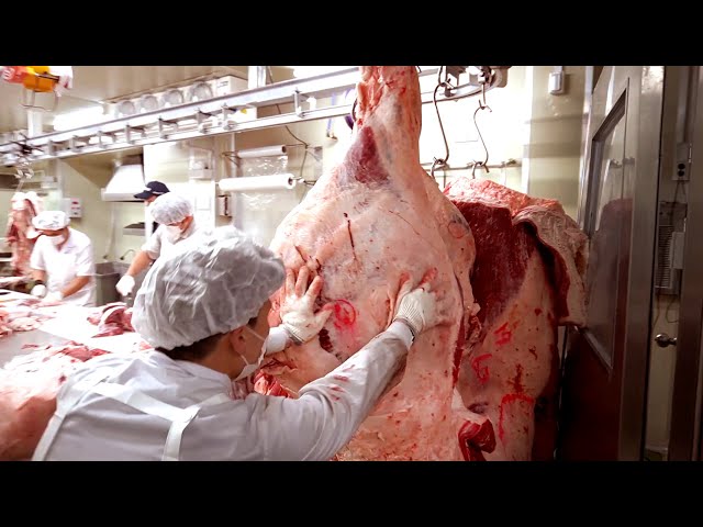 [EDUC] HOW TO BUTCHER A COW OF MEAT / PROCESS OF MAKING BEEF, Korean beef dismantling work / 한우 발골