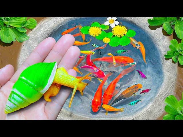 Amazing Catch Colorful Tiny Ornamental Snails, Striped Horse Fish, Koi Fish, Guppies, Butterfly Fish