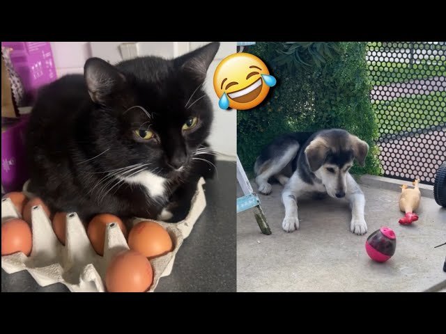 💥Funny Cats Dogs and other cute Animals🐱🐶 Funniest Animal Videos 2024