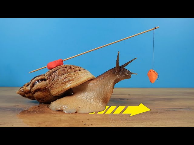 What if you hang a Carrot in front of the Snail?
