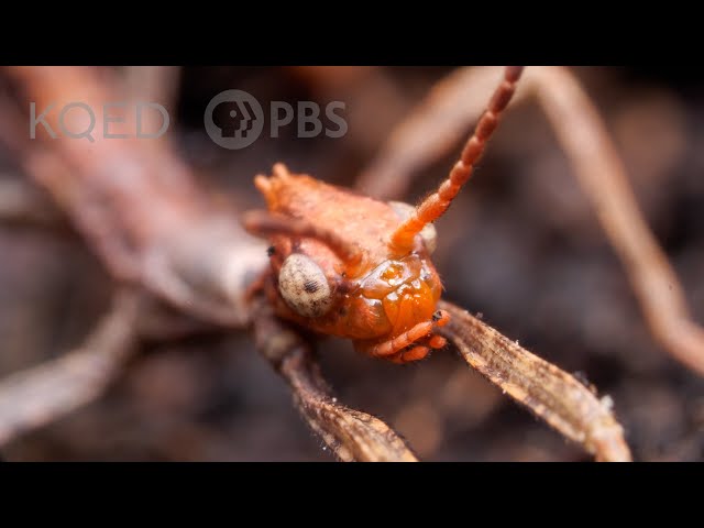 Australian Walking Stick Insects Are Three Times Weirder Than You Think | Deep Look