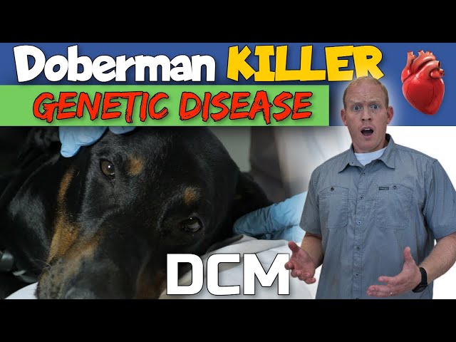 Doberman Health Problem: Dilated Cardiomyopathy DCM