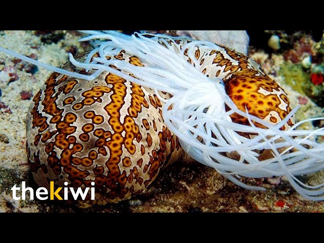 This strange sea cucumber’s defense mechanism and how important it is for its environment