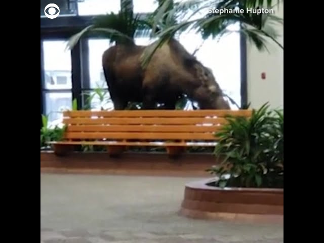Moose Wanders Into Alaskan Hospital
