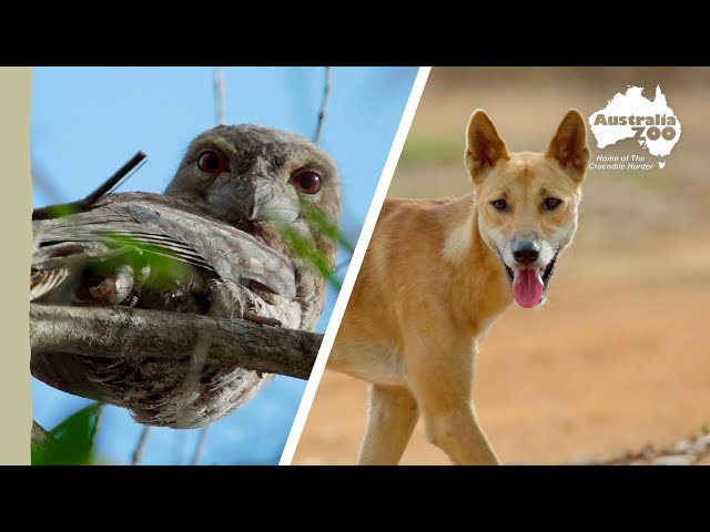 The magic of the Steve Irwin Wildlife Reserve | Wildlife Warriors Missions
