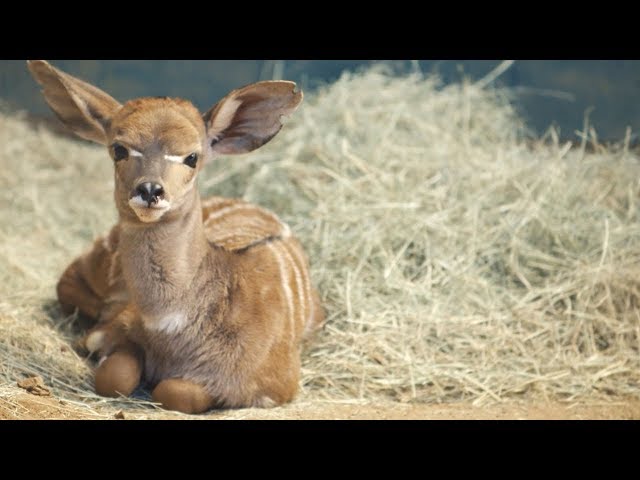 Wobbly Kudu Calf Debuts at the San Diego Zoo
