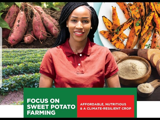 Focus on Sweet Potato Farming | Kilimo na Biashara