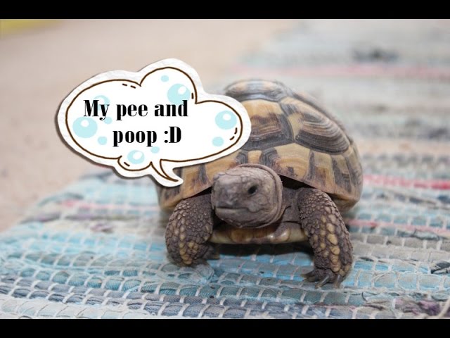 Tortoises- What's Normal? Urates and Poop