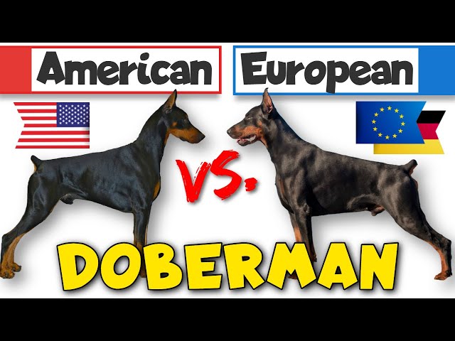 Behavior Differences Between American and European Dobermans