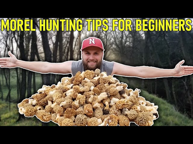MOREL Mushroom Hunting Tips for BEGINNERS | Everything YOU Need To Know!