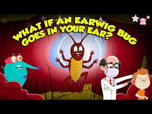 Earwigs! Are They Dangerous? | What Happens if an Earwig Gets in Your Ear? | Dr. Binocs Show