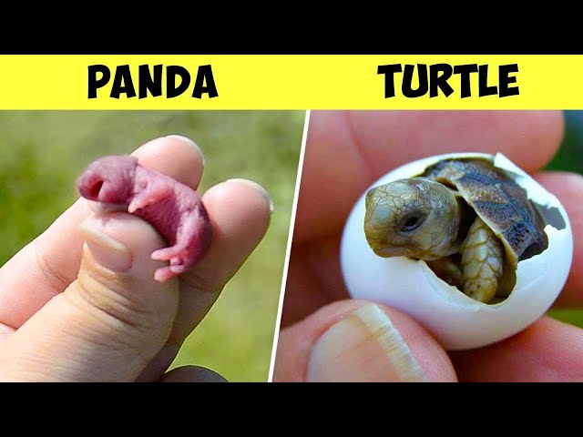 Top 10 Unbelievable Cute Newborn Animals Look Like