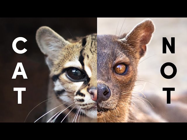 The Species Most Closely Related To Cats