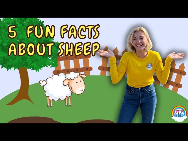 5 Fun Facts About Sheep | Fun Facts On The Farm | IVY TV KIDS!