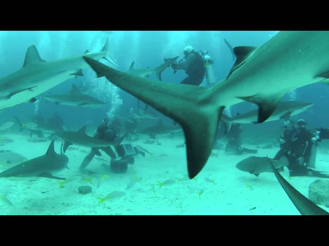 Diving with Sharks   Nassau 03 07 2015