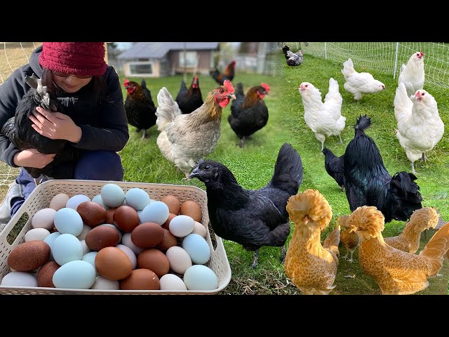 A peaceful day with my pets, free ranging, feeding, cleaning, collecting eggs...part 1