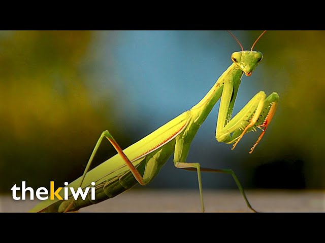 The Brutality of the Praying Mantis