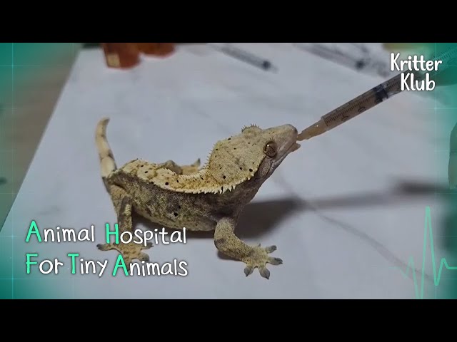 Today's Patient: Crested Gecko l Animal Hospital For Tiny Animals Ep 6