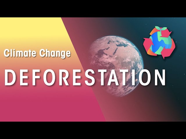 GLOBAL IMPACT OF DEFORESTATION | War on nature | FuseSchool