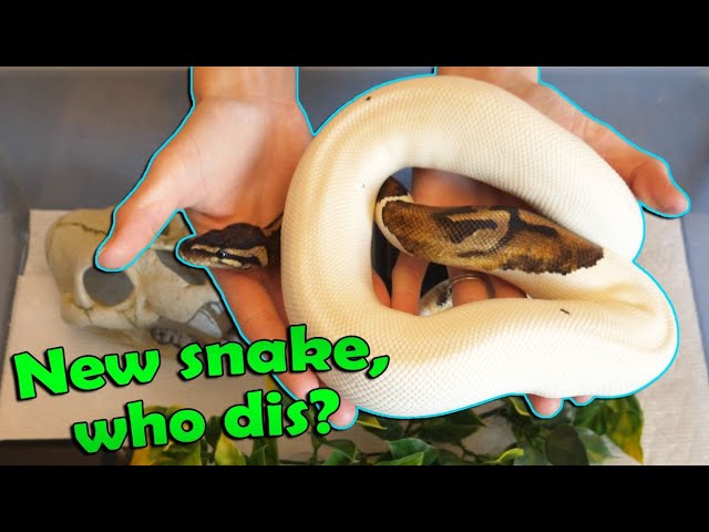 What to do When you Bring a New Snake Home!