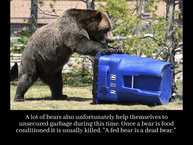 Why are Bears so Hungry in the Fall?