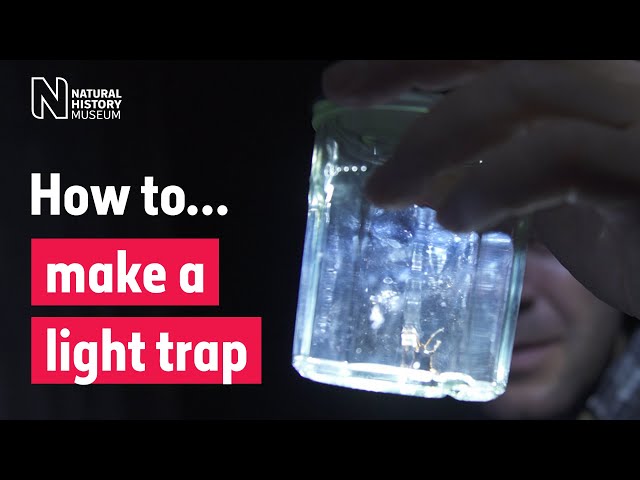 How to make a light trap to collect insects | Natural History Museum