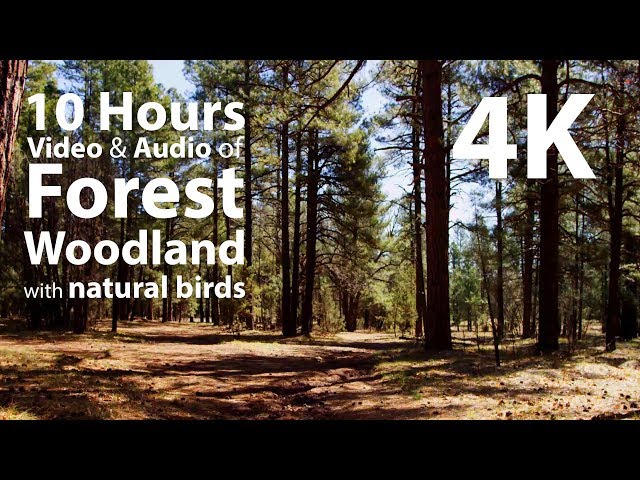 4K UHD 10 hours - Woodland Forest and birdsong audio - relaxing, meditation, nature