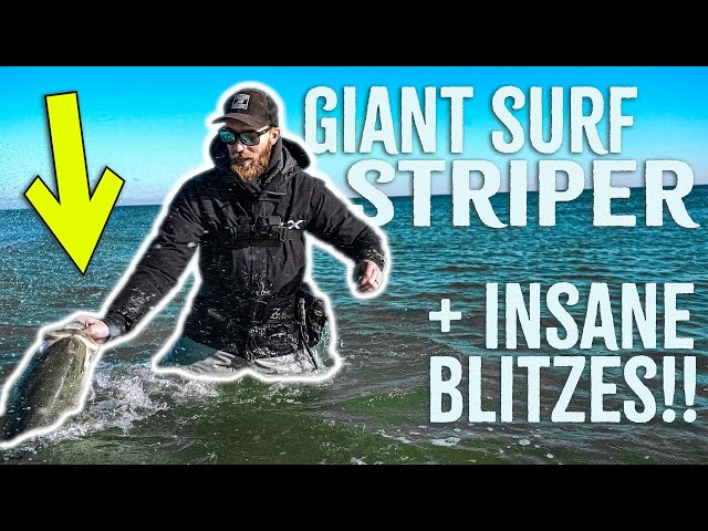 GIANT SURF Striped Bass + MASSIVE BLITZES Along New Jersey Coast - Smooch and Release - FALL RUN