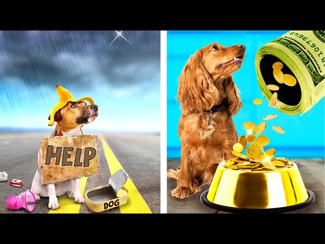 RICH Guy Saved a POOR Dog *Coolest DIY Gadgets for Pets*