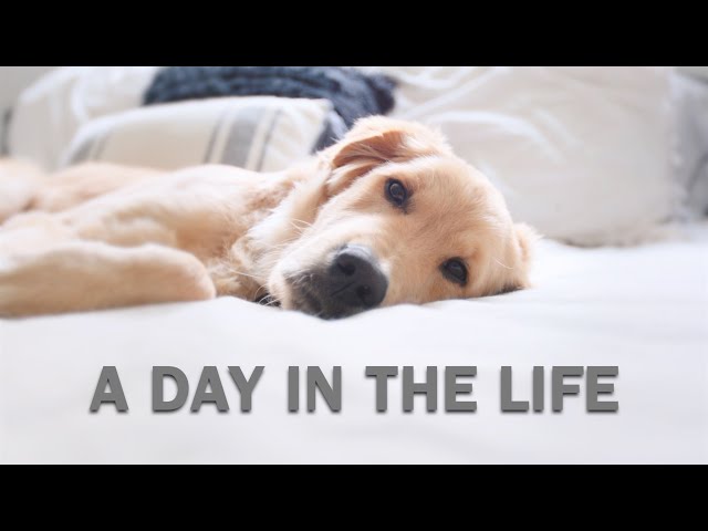 Day in the Life of a Golden Retriever Puppy | Koa Chronicles E6