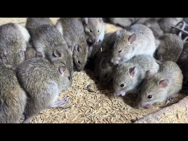 Mô hình chăn nuôi chuột đồng hiệu quả tại nhà