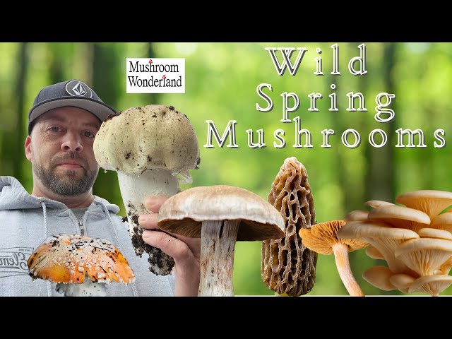 Wild Spring Mushrooms of 2024