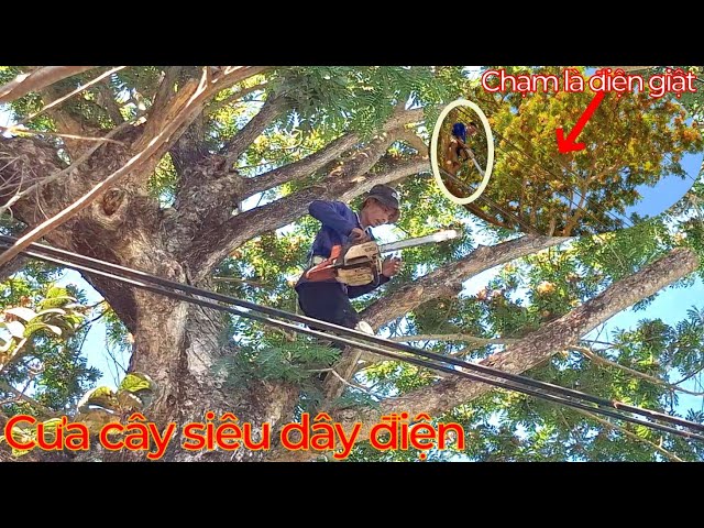 Cắt cây Xoài, Cưa cây Còng gần dây điện / Cutting Mango trees, Saw trees near electric wires | T598