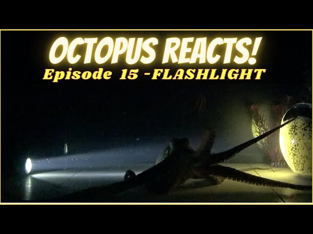 Octopus Reacts to Flashlight - Episode 15