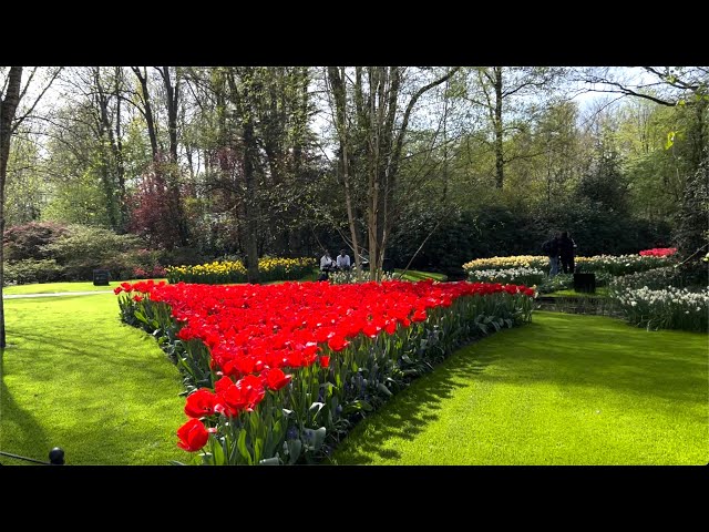 🇳🇱 Keukenhof Blumengarten Europas, Königlicher Garten, größter Europas 💐 7 Millionen Blumen, 32 ha 🌸