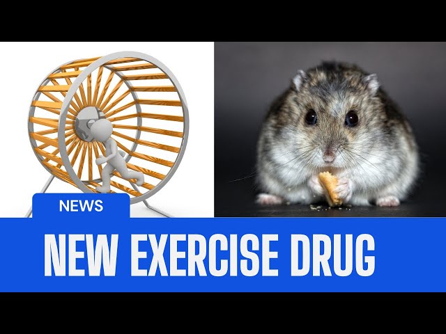 Testing Exercise-Mimicking Drug in Mice