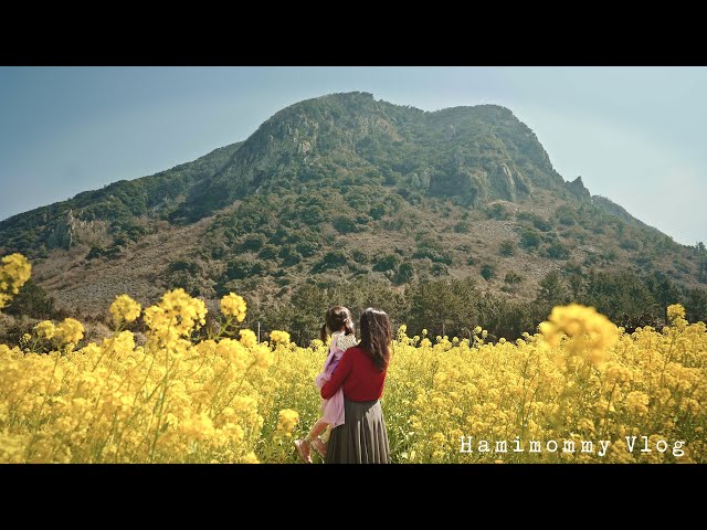 I invite you to the yellow flower garden 🌻ㅣSpring in JEJUㅣDaily life back homeㅣVLOG