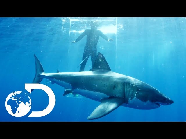 Gigantic Sharks Break Into Ghost Cage | Island of The Mega Shark
