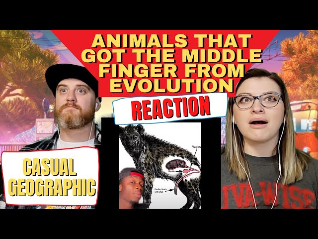 HatGuy & Nikki react to @mndiaye_97 "Animals that Got the Middle Finger from Evolution"