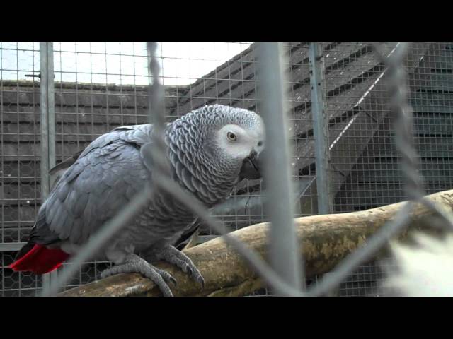 swearing parrot