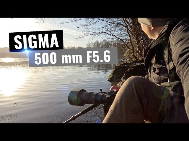 SIGMA 500mm F5.6 DG DN OS - Der kleine Profi für Tier und Wildlife | TEST | Praxistest | Review