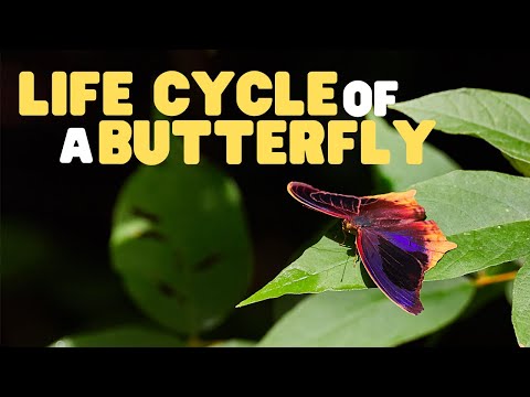 Life Cycle of a butterfly | Butterflies for Kids | Learn the 4 stages of the butterfly life cycle