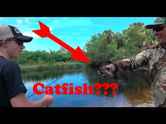UN-identified Catfish!!! What is this??? Catch Clean and Cook!