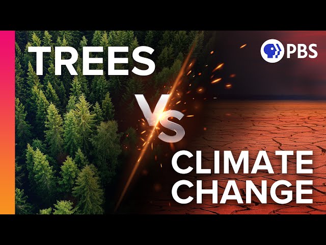 If We Plant 1 TRILLION Trees Can We Stop Climate Change?