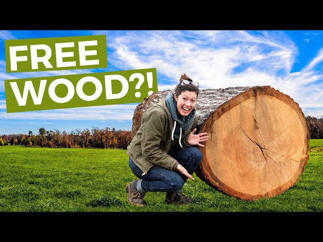I'm NEVER buying wood again!