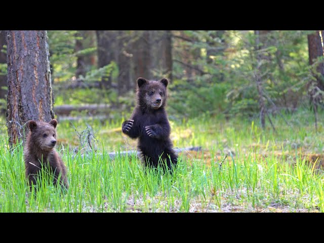 Biggest Grizzly Mum Shows Up with Newborn Cubs